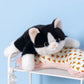 Leuke Realistische Kat Knuffel – Liggend & Pluizig – Zachte Pop met Gewogen Pootjes Creasowl